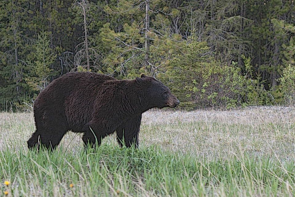 New Jersey Bear Hunt Shatters Record Harvest Numbers The Venatic