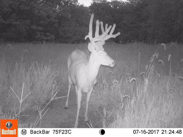 14-point-doe-on-trailcam