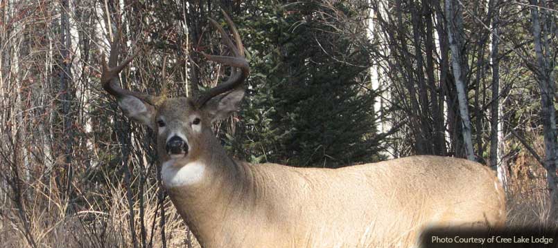 whitetail-buck-cree-lake-lodge