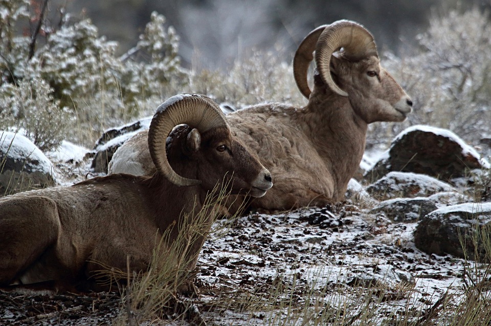 bighorn-sheep-resting