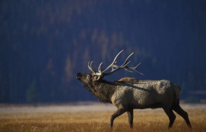 bull-elk-bugling