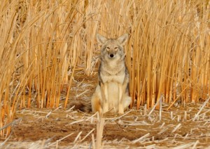 coyote-in-corn-field