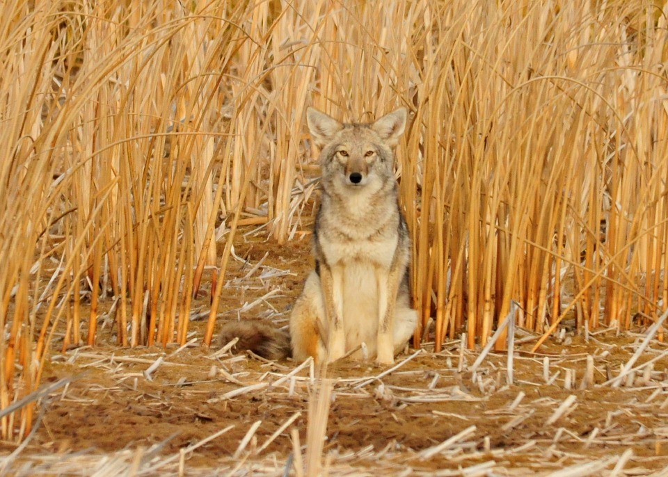 coyote-in-corn-field