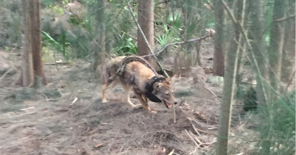 coyote-snake-battle-in-florida