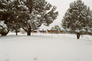 deer-in-field