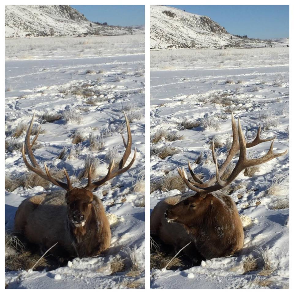 earless-elk-jackson-wyoming