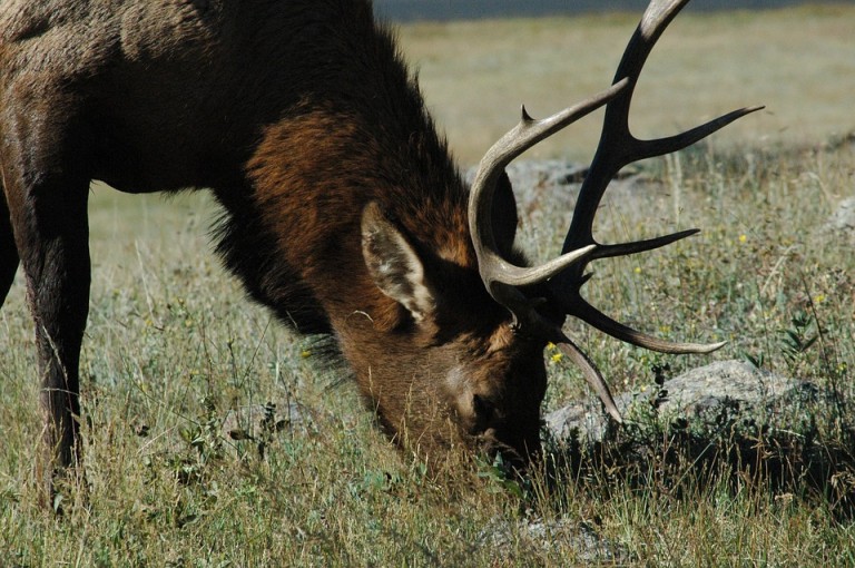 elk-grazing-montana