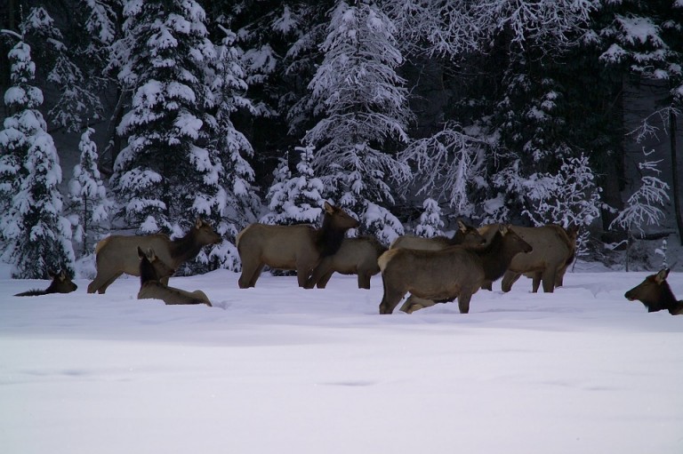 herd-of-elk-in-winter