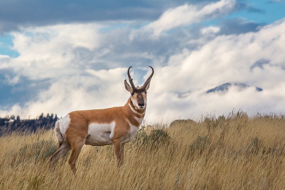 pronghorn-antelope-nebraska