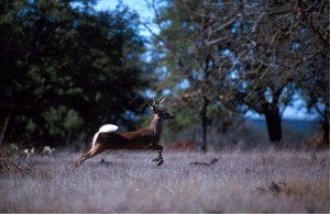 white-tailed-deer-running