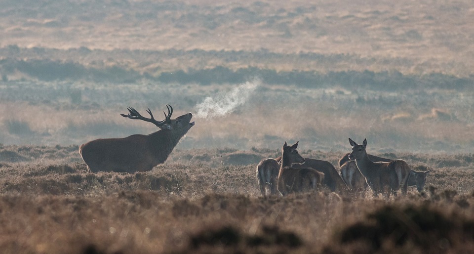 elk-bugling