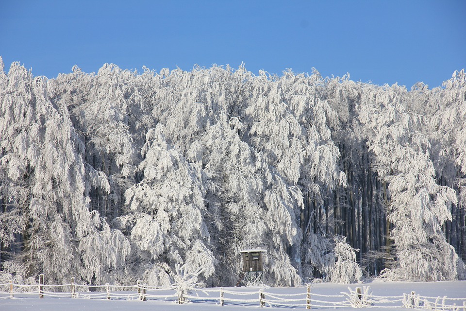 winter-forest