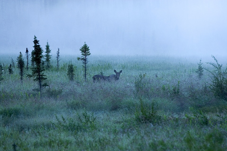 moose-in-the-fog