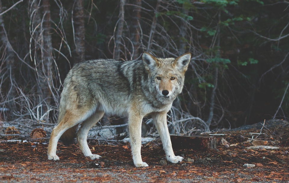 wolves-coyotes-and-other-predators