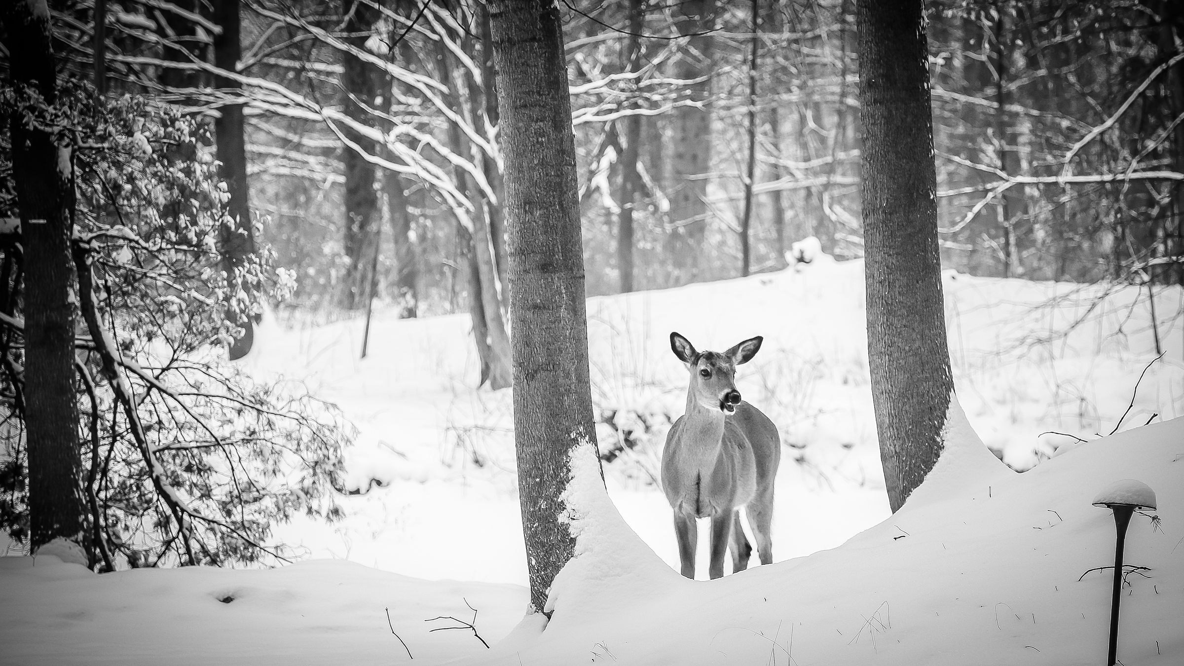 whitetail-deer-in-snow