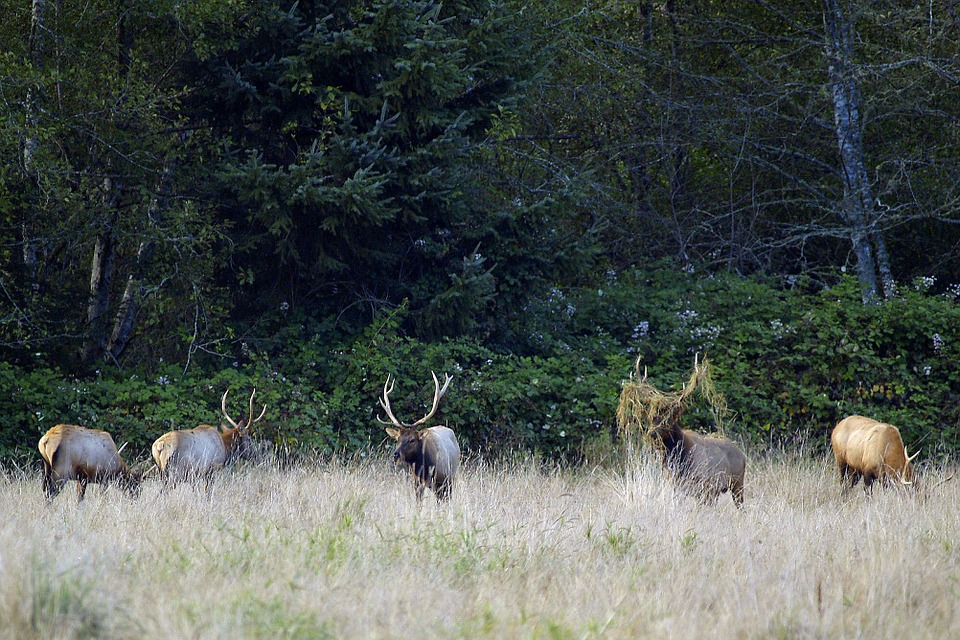 elk-herd