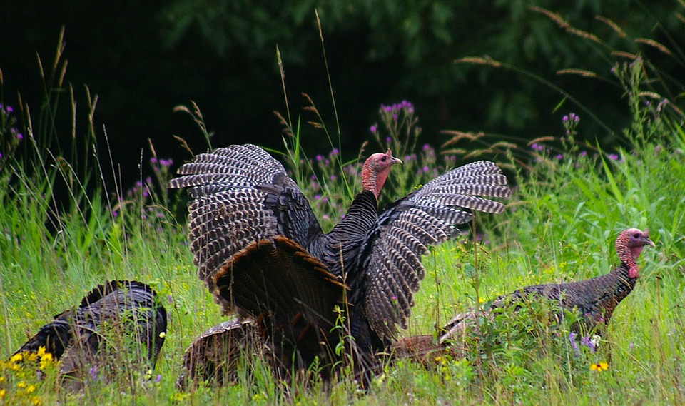 wild-turkey-america