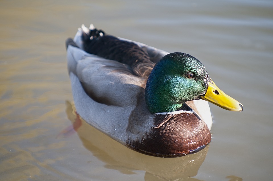 mallard-duck