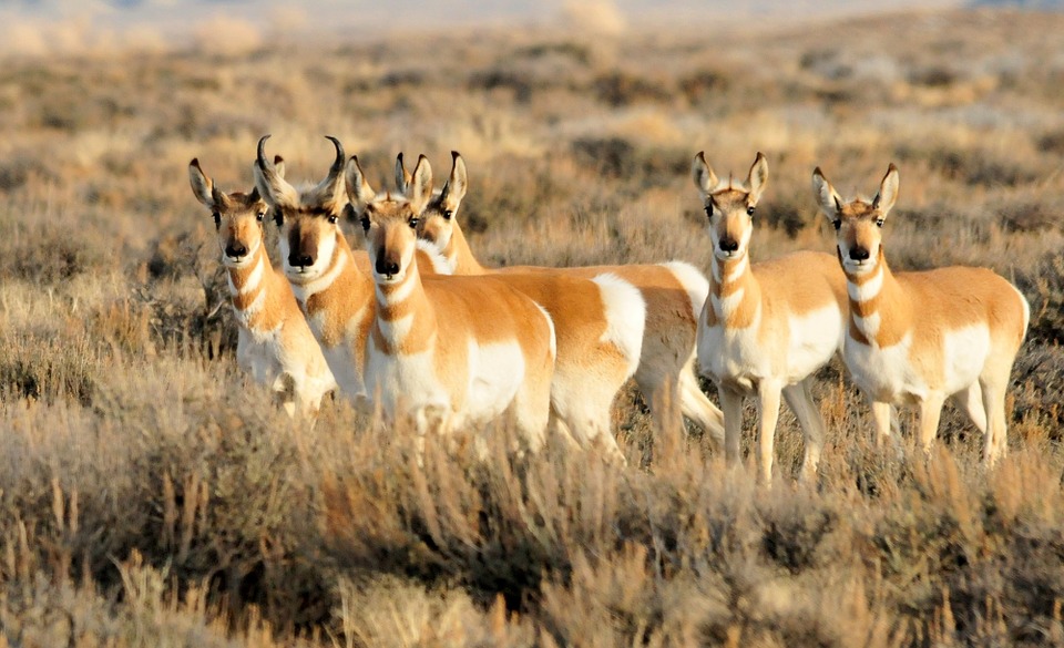 pronghorn-herd