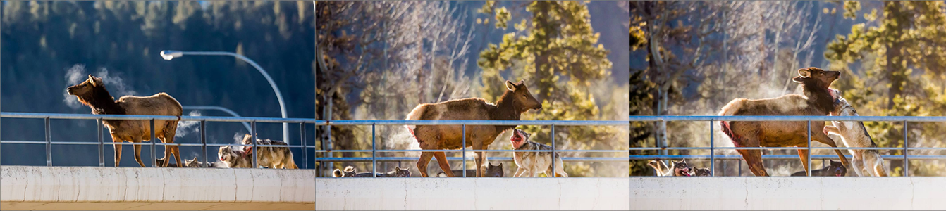 Photographer-captures-wolf-pack-attacking-elk-in-Banff1