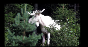albino-moose-in-sweden-video