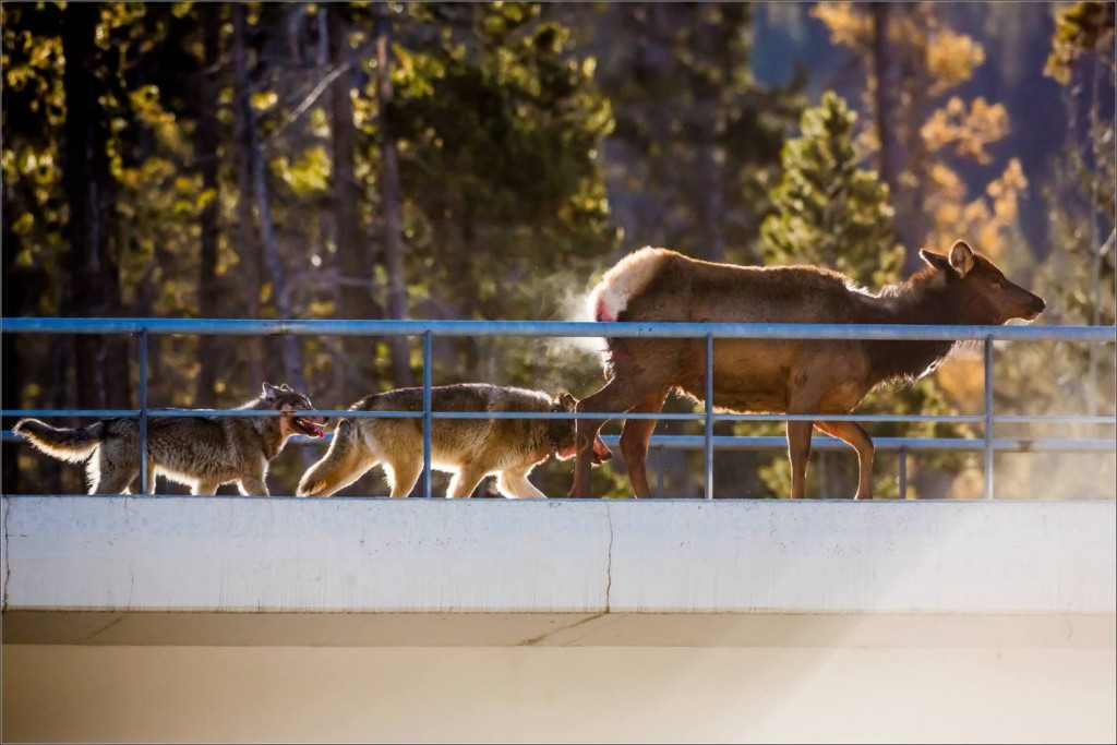 banff-wolf-pack-hunting-christopher-martin