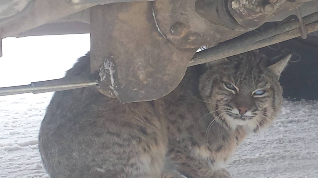 bobcat-hides-under-a-truck-montana