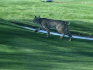 bobcat-spotted-at-waste-management-phoenix-open-pga-tour