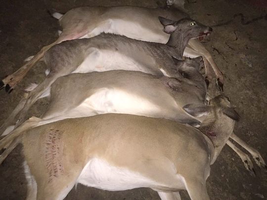 deer-cull-tennessee-40-deer-filled-illegally