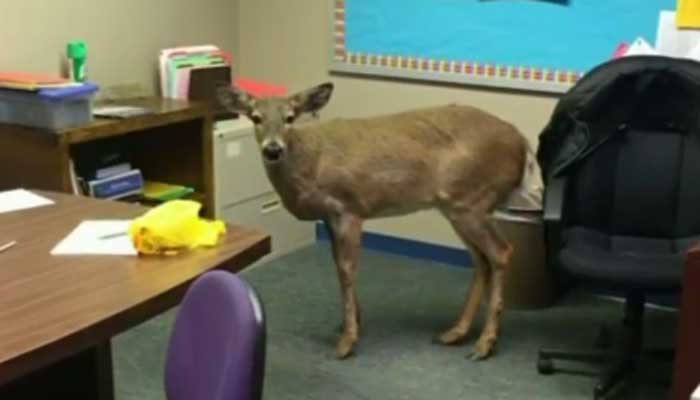 deer-jumps-through-window-new-jersey-middle-school