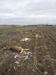 deer-killed-by-fallen-power-line-in-kansas
