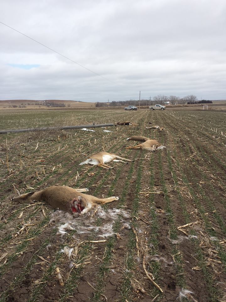 deer-killed-by-fallen-power-line-in-kansas