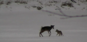 doe-deer-fends-of-coyote-in-attack