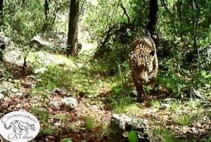 el-jefe-jaguar-photographed-and-videotaped-in-arizona