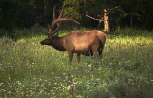 elk-arkansas