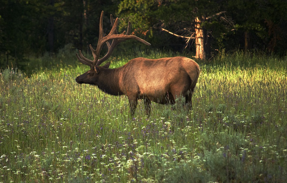 elk-arkansas