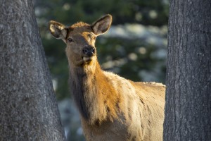 female-elk-british-columbia