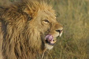 lion-euthanized-papanack-zoo-ontario