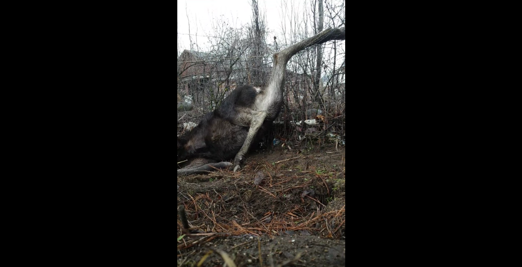 moose-rescue-from-fence-in-kelowna-BC