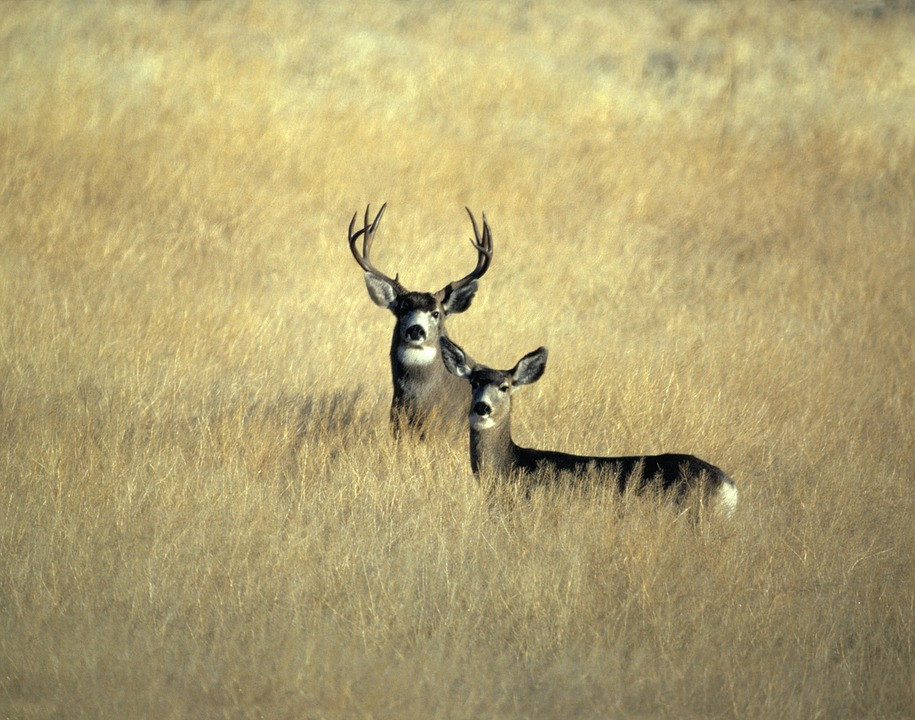 mule-deer-in-field