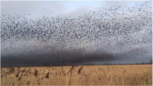 starling-murmeration-univeristy-of-gloucestershire