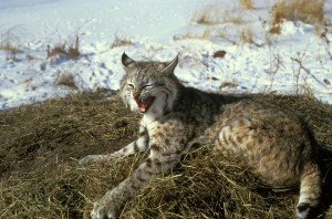 new-hampshire-bobcat-hunt-approved