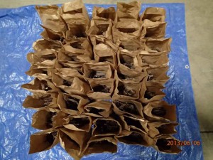 packaged-moose-meat-for-illegal-sale-confiscated-by-officials