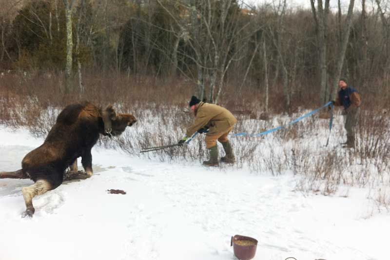 snow-road-ontario-moose-rescue