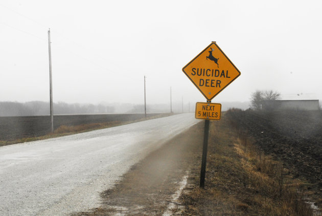 suicidal-deer-sign