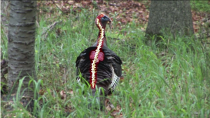 turkey-anatomy-proper-arrow-placement-video