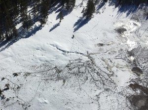 yellowstone-grizzly-bear-emerges-from-den-for-first-time-in-2016