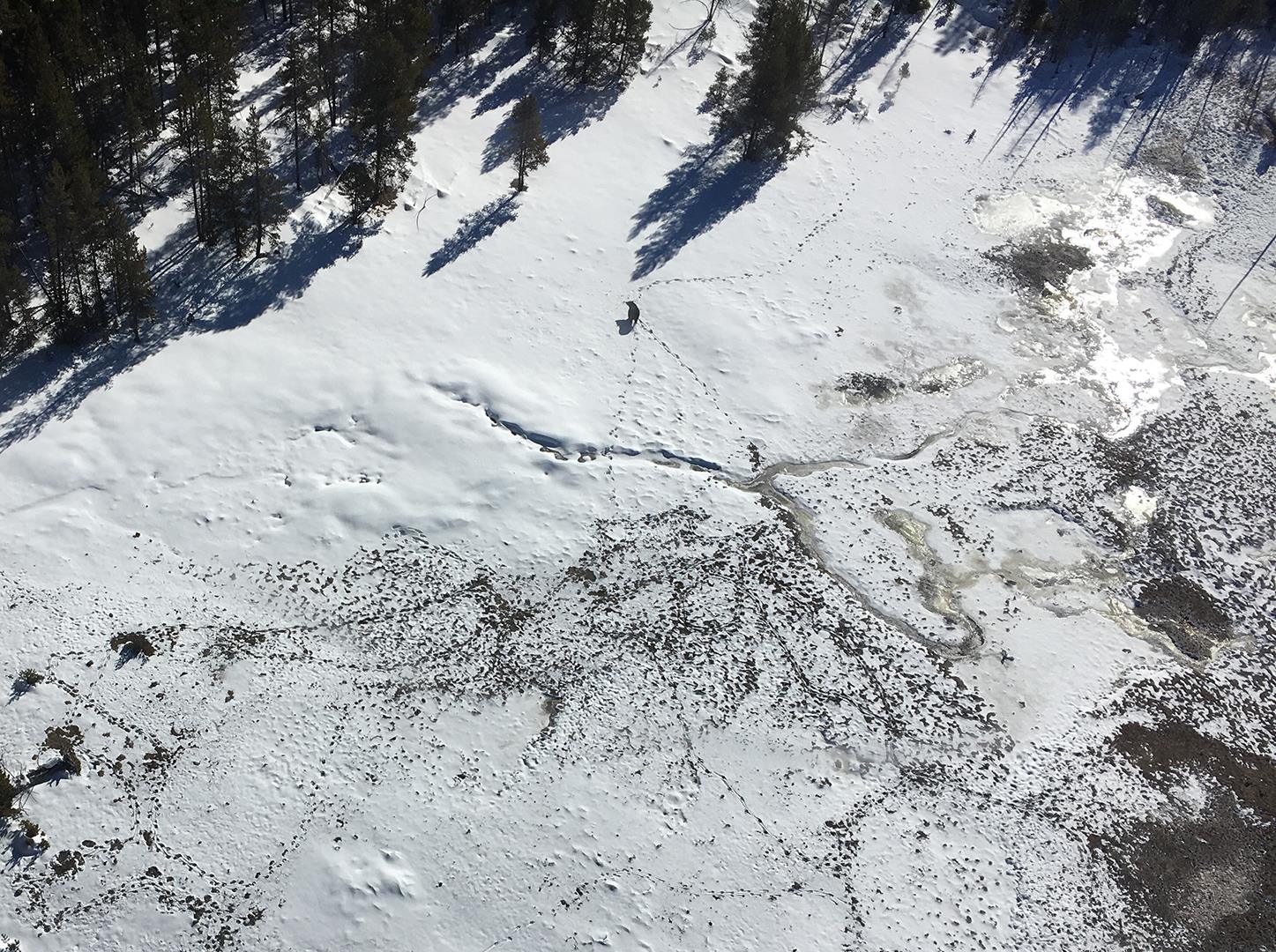 yellowstone-grizzly-bear-emerges-from-den-for-first-time-in-2016