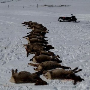19-elk-slaughtered-by-wolves-in-wyoming
