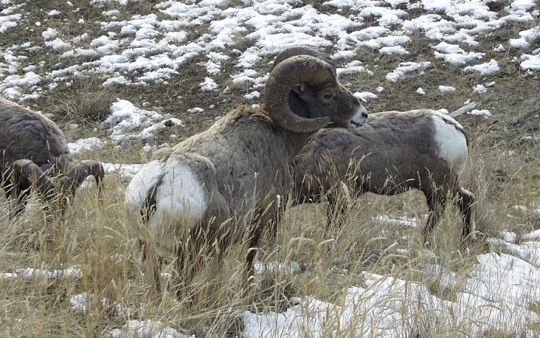 bighorn-sheep-montana